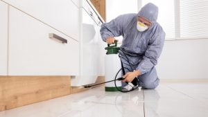 Servicii de deratizare si dezinsectie profesionala in Constanta