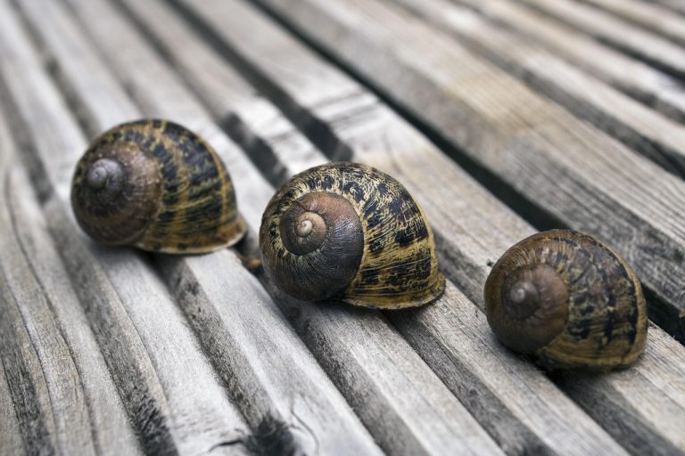 ce inseamna etaj intermediar