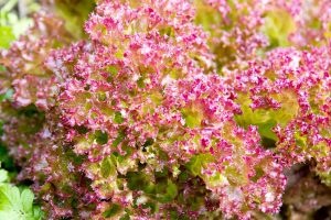 ce inseamna pat boxspring