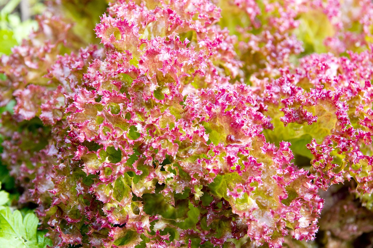 ce inseamna pat boxspring