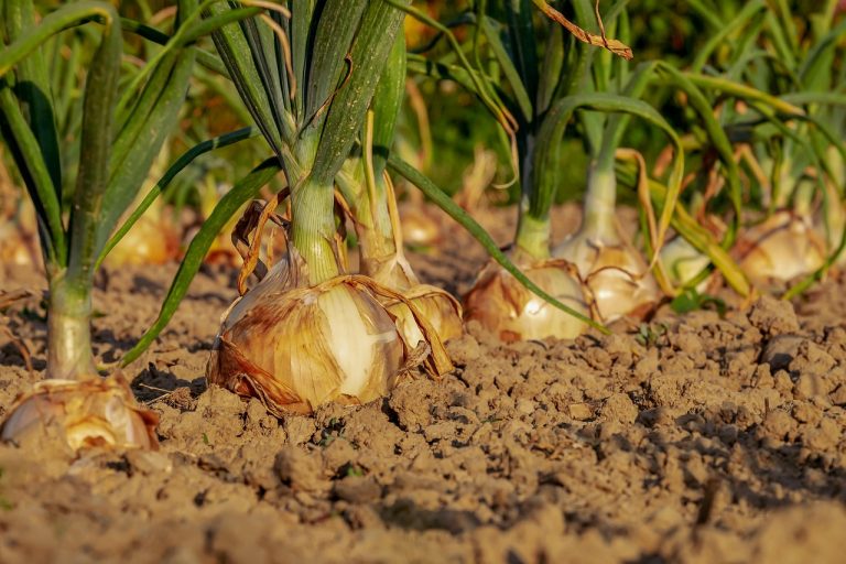 ce inseamna inputuri agricole