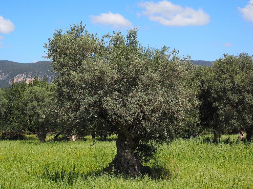 la ce distanta se planteaza teiul de casa