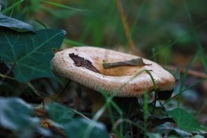 ce umiditate trebuie sa fie in casa