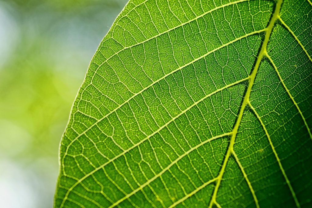 ce inseamna aplicare foliara